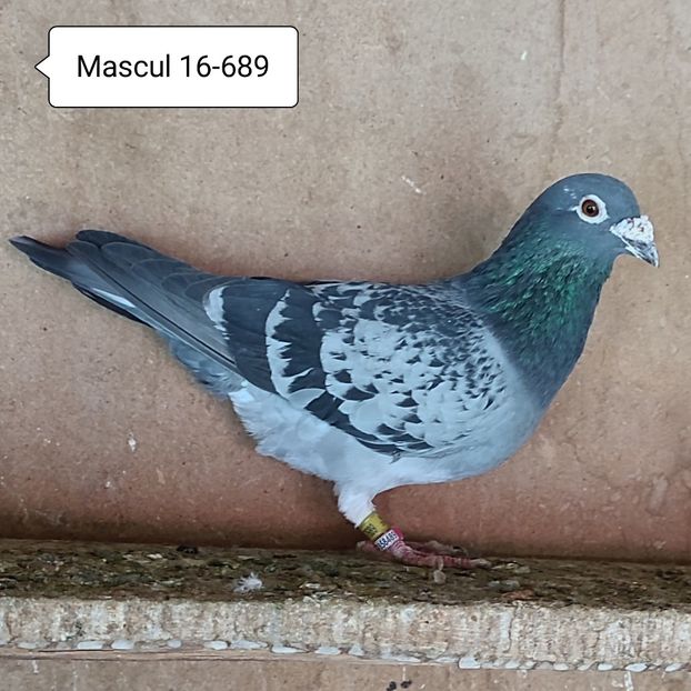 Mascul 16-689 - Stropit