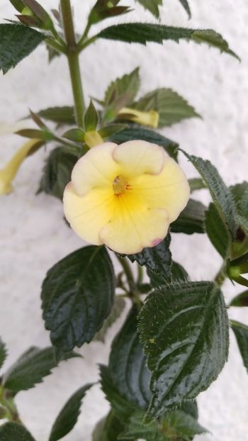  - 2025-Himalayan Sunrise