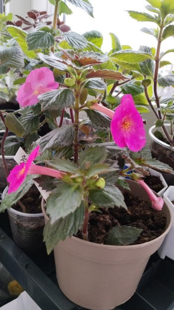  - 2025-BriD s Pink Lily