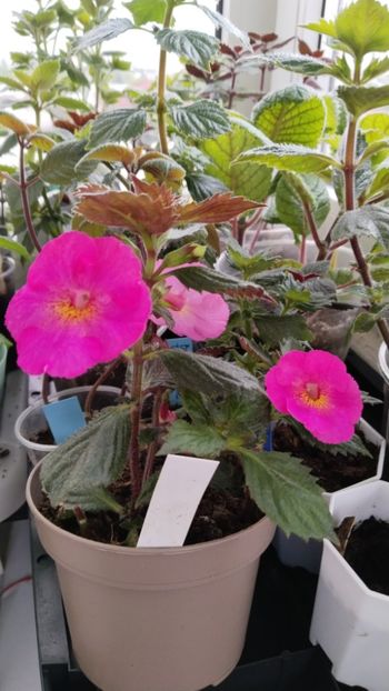  - 2025-BriD s Pink Lily