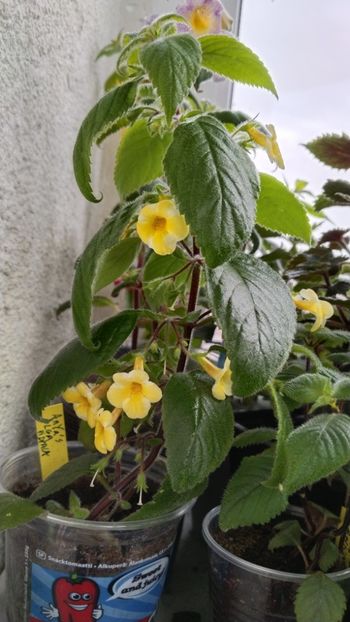  - 2025-AnYa s OLGA PIDPALA