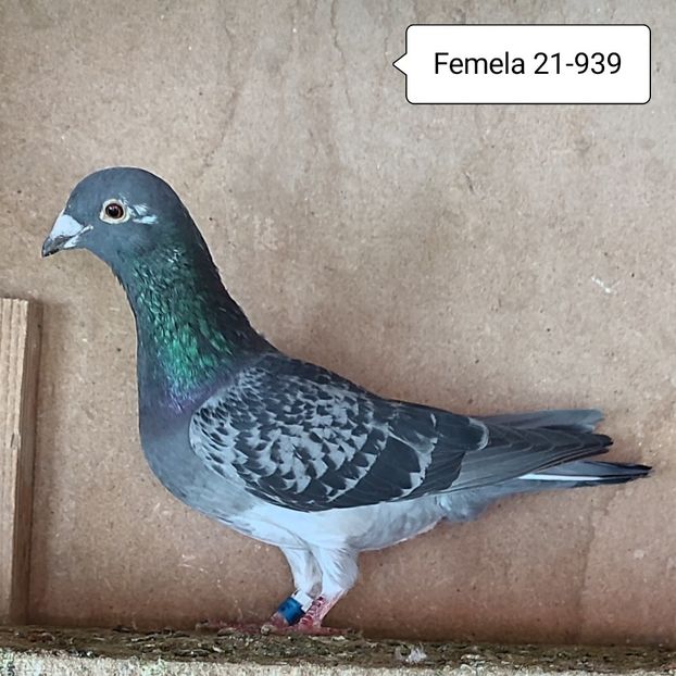 Femela 21-939 - Porumbei vanduti