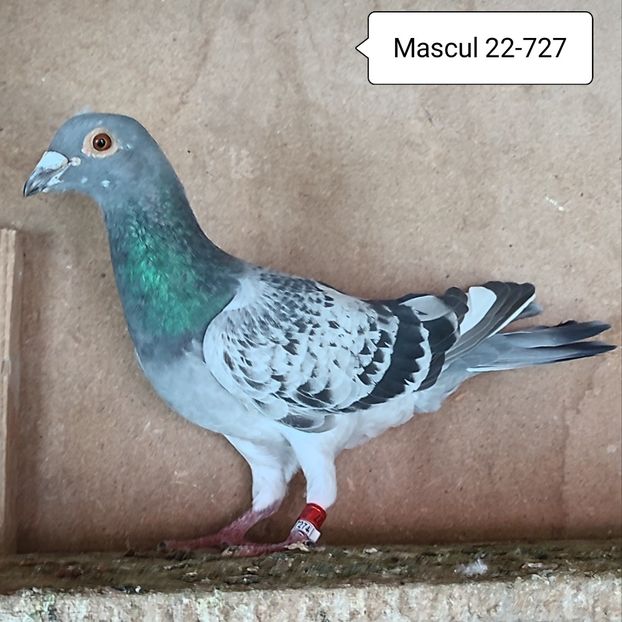 Mascul 22-727 - Stropit list