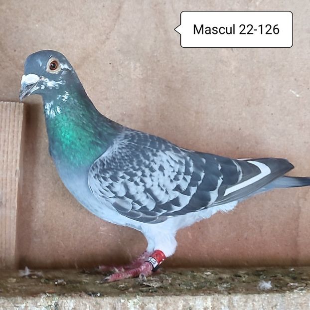 Mascul 22-126 - Porumbei vanduti