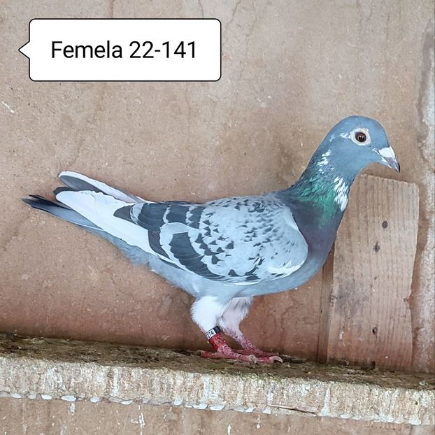 Femela 22-141 - Porumbei vanduti