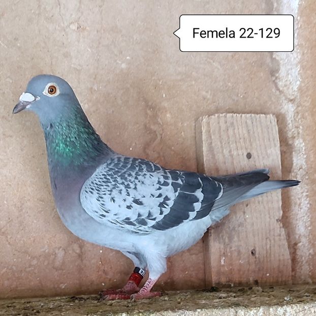 Femela 22-129 - Porumbei vanduti