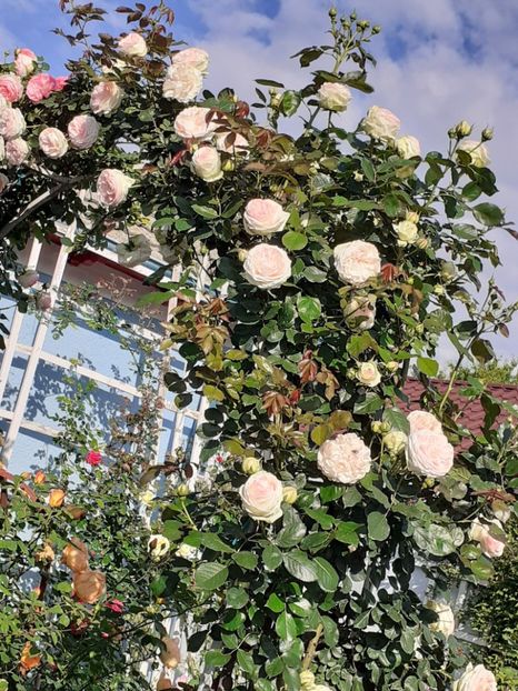  - Palais Royale 2022 - 2023-2024