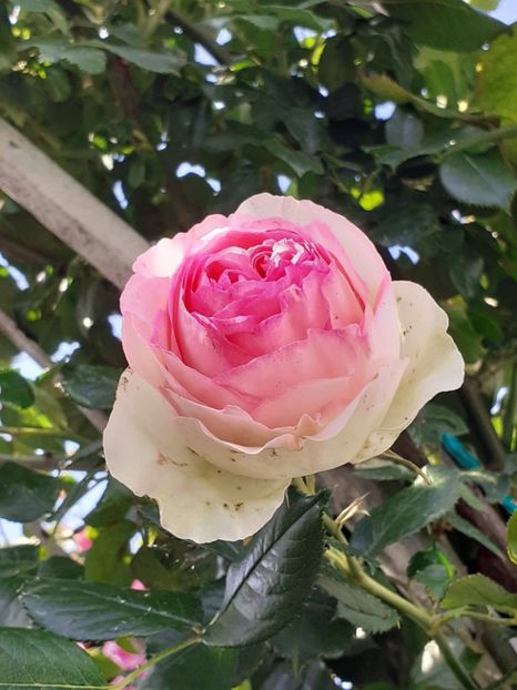  - Eden Rose 2024_ 2025