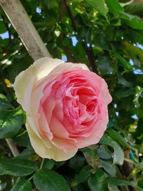  - Eden Rose 2024_ 2025