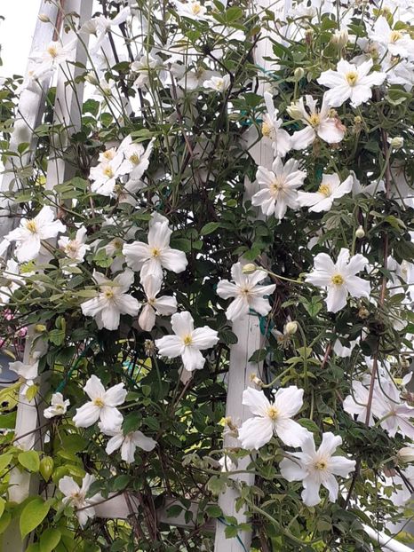  - Clematis Montana Prosperity 2022- 2023