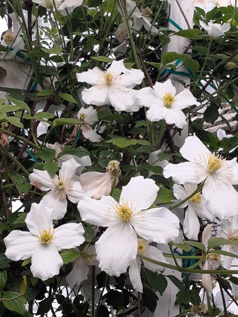  - Clematis Montana Prosperity 2022- 2023