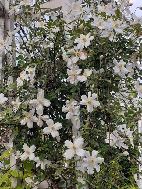  - Clematis Montana Prosperity 2022- 2023
