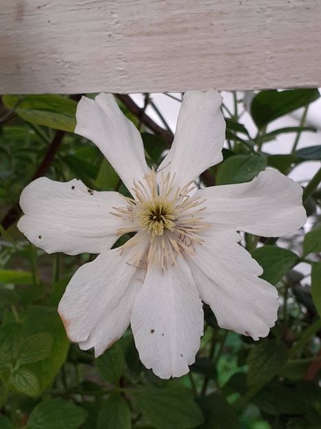  - Clematis Montana Prosperity 2022- 2023