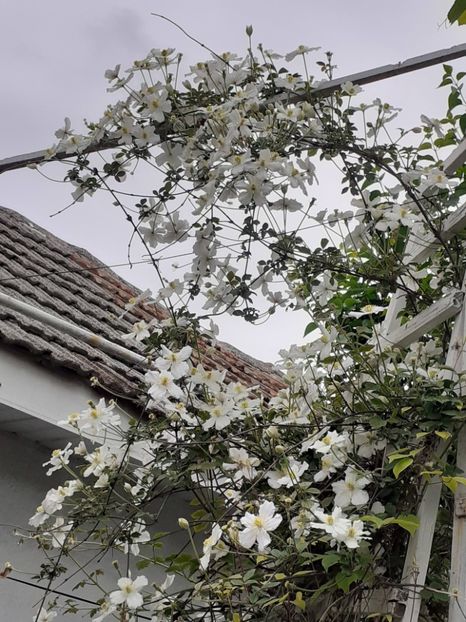  - Clematis Montana Prosperity 2022- 2023