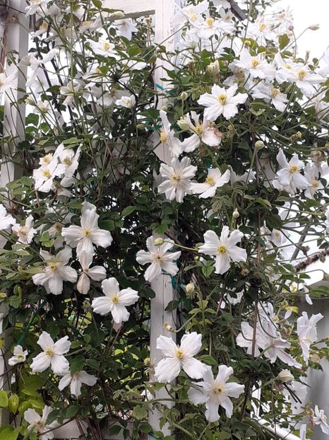  - Clematis Montana Prosperity 2022- 2023