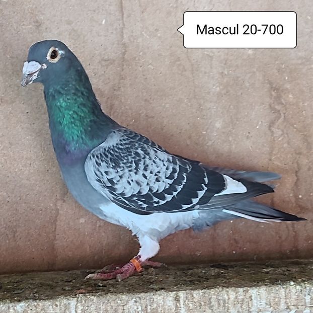 Mascul 20-700 - Porumbei vanduti