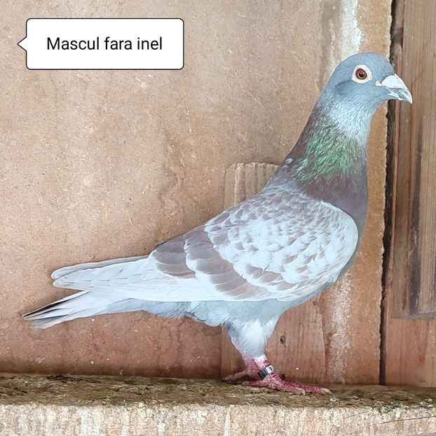 Mascul fara inel - Porumbei vanduti