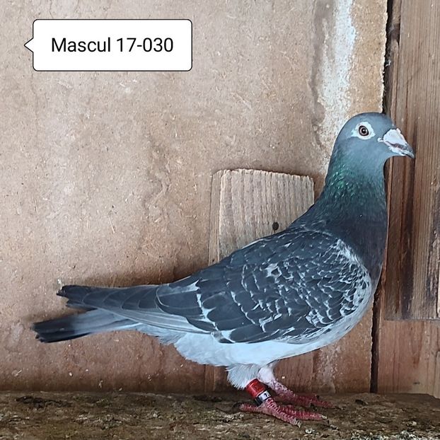 Mascul 17-030 - Stropit