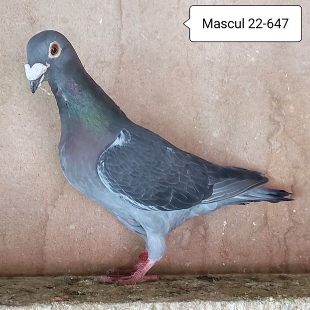 Mascul 22-647 - Guti