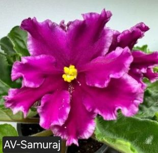  - A a a violete de colecție disponibile din 02062025