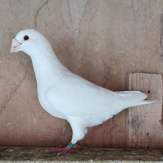 Mascul....-10 lei - Porumbei vanduti