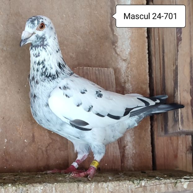 Mascul 24-701 - Cuci