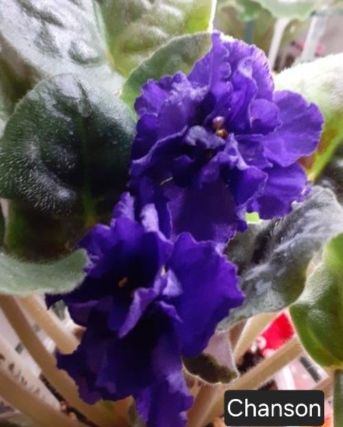 - A a a violete de colecție disponibile din 02062025