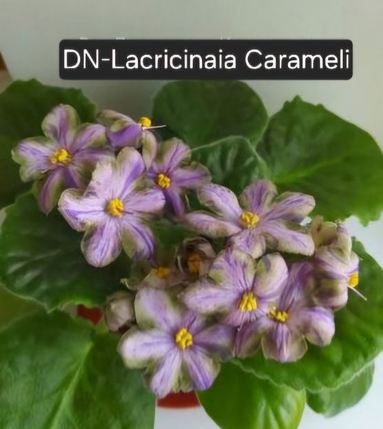  - A a a violete de colecție disponibile din 02062025
