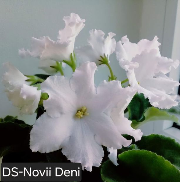  - A a a violete de colecție disponibile din 02062025