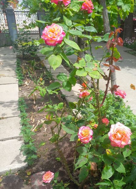  - Florile mele