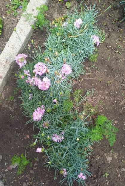 Garofite - Florile mele