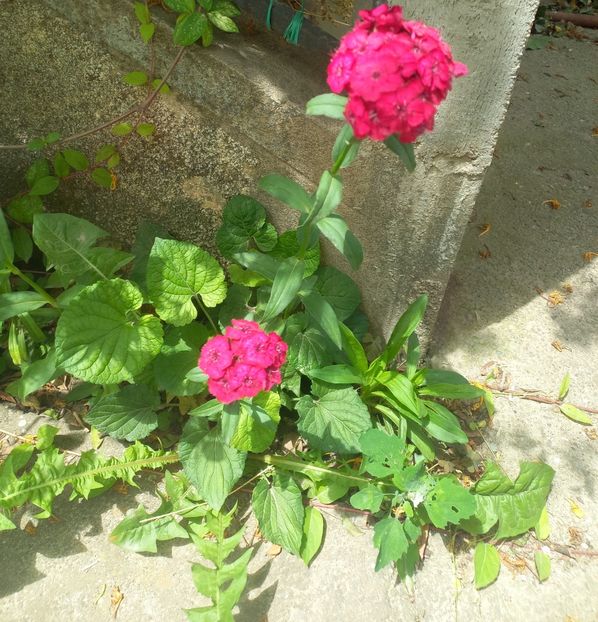 Garofite turcesti - Florile mele