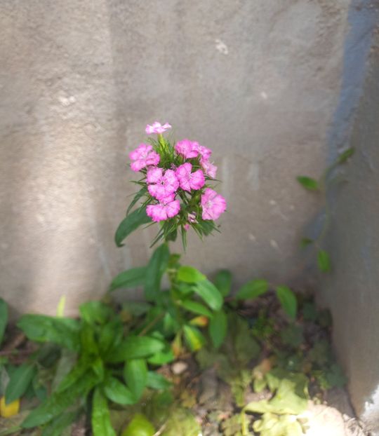 Garofite turcesti - Florile mele