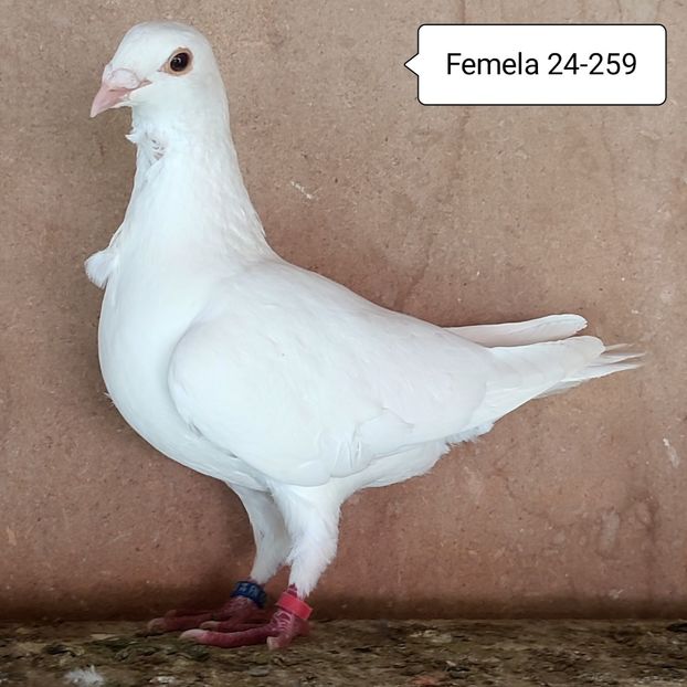 Femela 24-259 - 90 Porumbei de vanzare