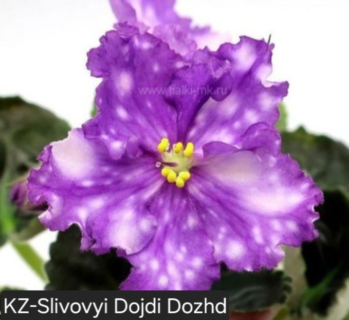  - A a a violete de colecție disponibile din 02062025