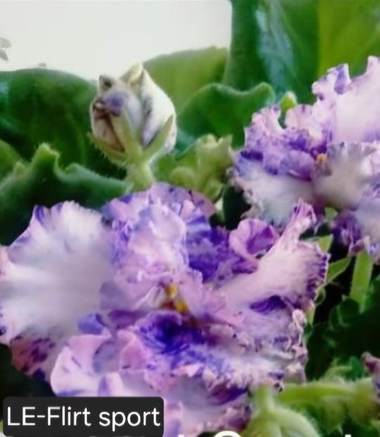  - A a a violete de colecție disponibile din 02062025