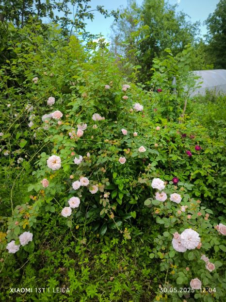  - Trandafiri 2025