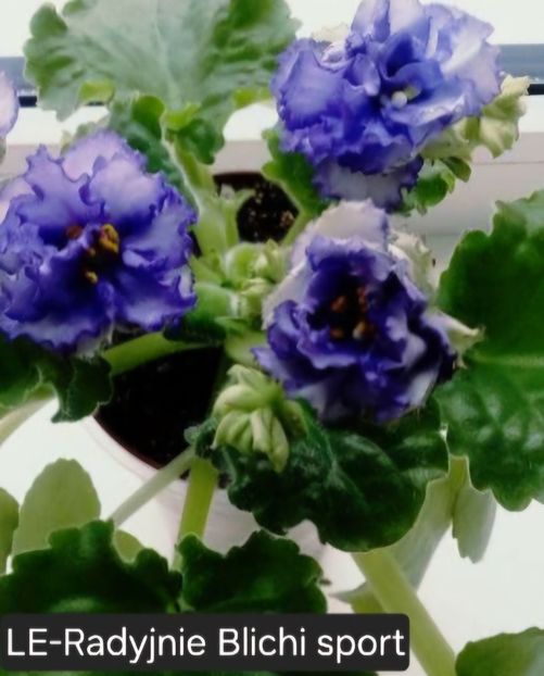  - A a a violete de colecție disponibile din 02062025