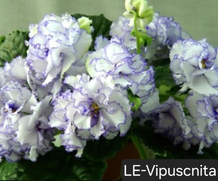  - A a a violete de colecție disponibile din 02062025
