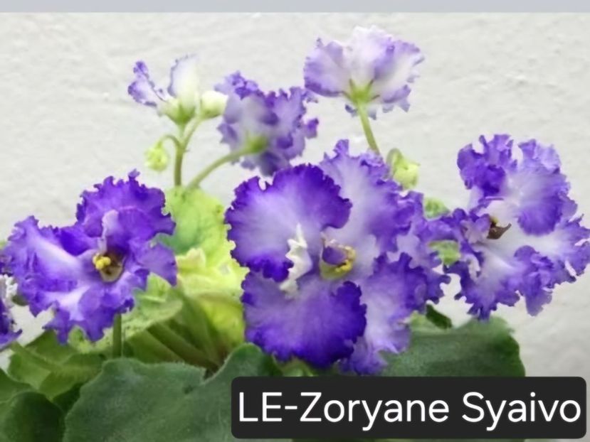  - A a a violete de colecție disponibile din 02062025