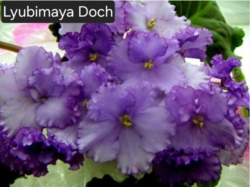  - A a a violete de colecție disponibile din 02062025