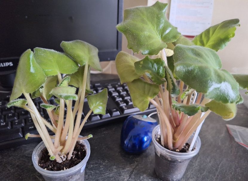 Lyubimaya Doch   35, 50 ron starter - A a a violete de colecție disponibile din 02062025