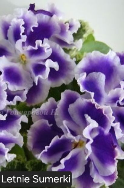  - A a a violete de colecție disponibile din 02062025
