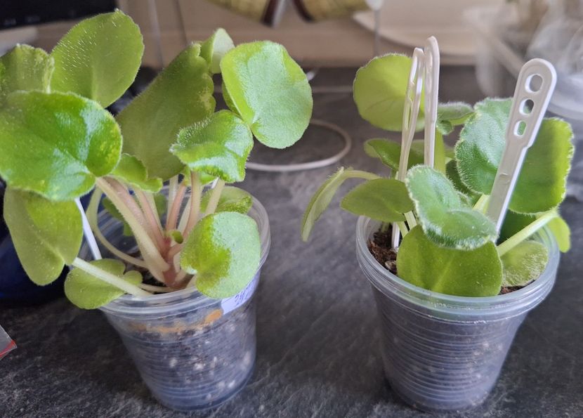 Letnie Sumerki   30, 20 ron - A a a violete de colecție disponibile din 02062025
