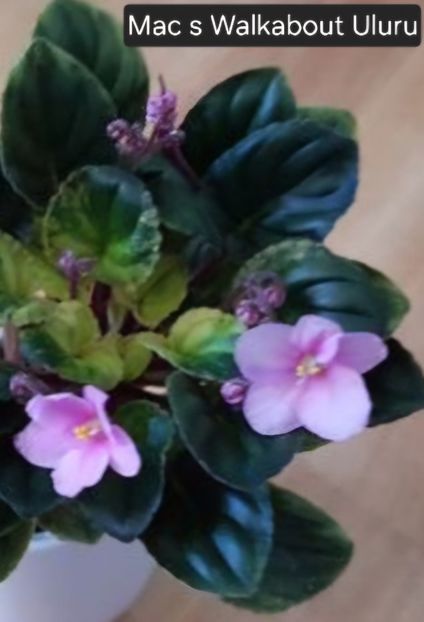  - A a a violete de colecție disponibile din 02062025