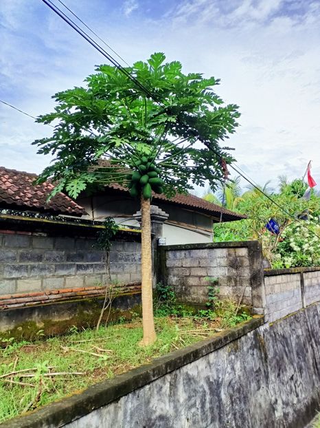 IMG20250524040846 - 7 Ubud