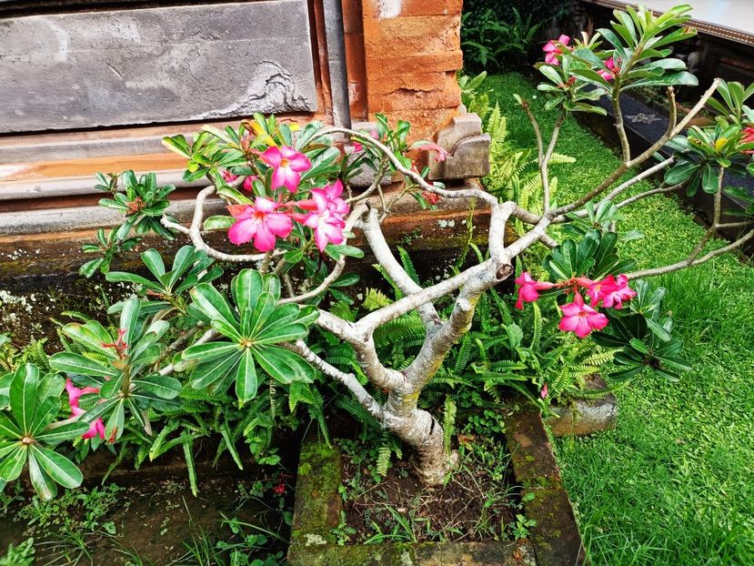 IMG20250524050203 - 7 Ubud