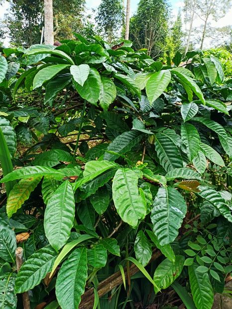 IMG20250524071614 - 7 Ubud