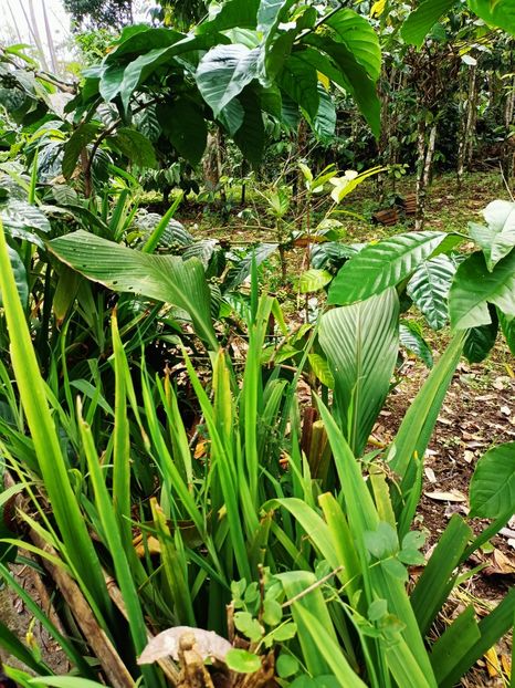 IMG20250524071617 - 7 Ubud