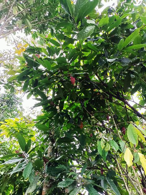 IMG20250524071738 - 7 Ubud